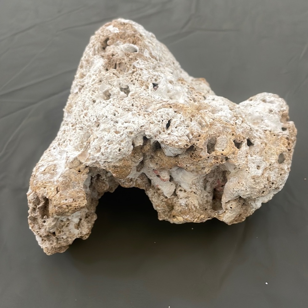 Piece of real coral